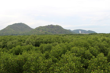 Green mangrove forest at Sirinart Rajini Mangrove Ecosystem Learning Center. Pranburi, Prachuap Khiri Khan Province, Thailand.