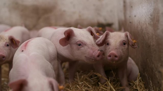 pigs on livestock farm, pigs farm, livestock farm. Modern Agricultural Pigs Farm
