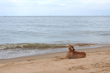 A dog sitting on the beach in the evening.
