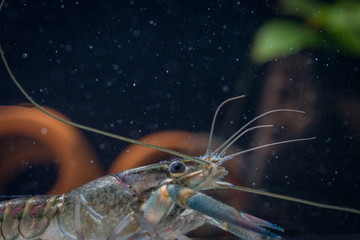 Close up of Red Lobster Claws