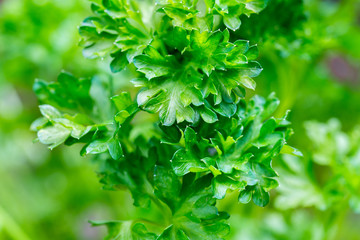 fresh raw parsley leaves macro