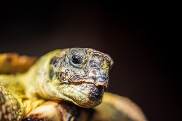 Closeup portrait of a domestic land turtle against a dark background.