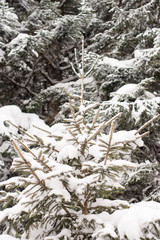 Snow over the branches of a tree