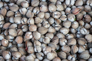 Nature fresh cockles use for food