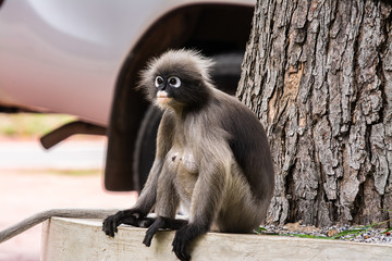 Dusky leaf monkey in Thailand