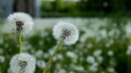 dandelion on background of green grass