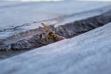 wasp in nest, insect in wild life, animal in nature, cloes-up wasp on nest
