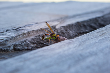 wasp in nest, insect in wild life, animal in nature, cloes-up wasp on nest