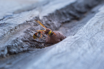 wasp in nest, insect in wild life, animal in nature, cloes-up wasp on nest