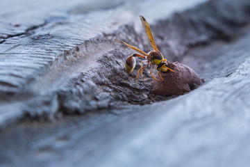 wasp in nest, insect in wild life, animal in nature, cloes-up wasp on nest