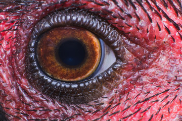 the chicken eye in macro view in farm, the animal in farm
