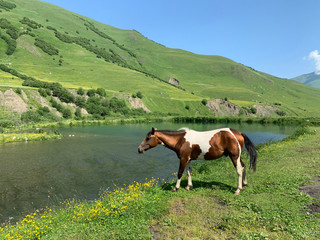 Russia, North Ossetia. Horse grazing on the shore of Midagrabin lake in the summer 