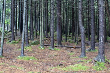 Alpine Forest with Lichen and Moss in the Allegheny Mountains in West Virginia