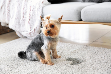 Cute dog near wet spot on carpet