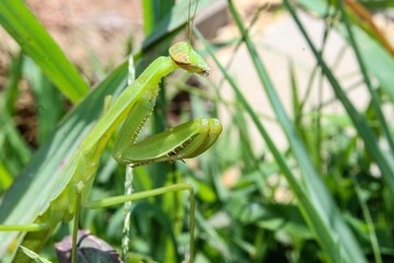 Praying Mantis Mantis religiosa hiding in grass in garden