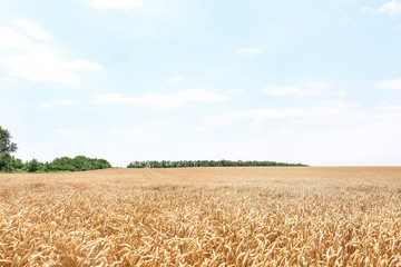 Naklejka premium View of wheat field in summer