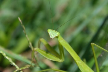 Praying Mantis Mantis religiosa hiding in grass in garden