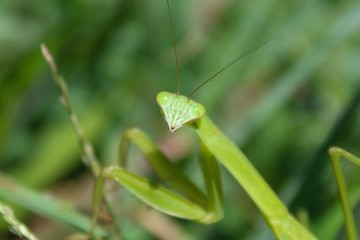 Praying Mantis Mantis religiosa in Garden