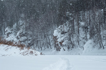 in winter the forest near cliff goes snow natural snow in the forest