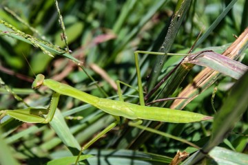 Praying Mantis Mantis religiosa hiding in grass in garden