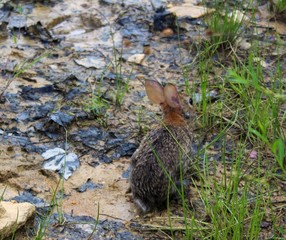 Small Brown Eastern Cottontail Rabbit in the Wild