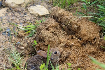 Small Brown Eastern Cottontail Rabbit in the Wild
