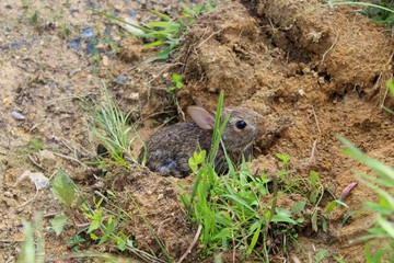 Small Brown Eastern Cottontail Rabbit in the Wild