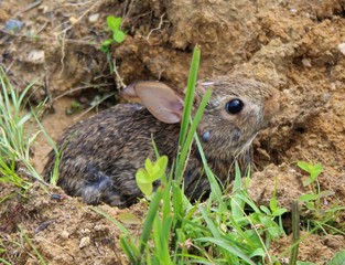 Small Brown Eastern Cottontail Rabbit in the Wild