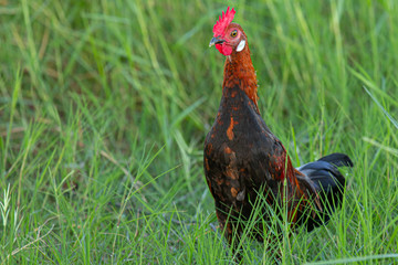  Male fowl in green grass fields, wild fowl for food in natural grass fields