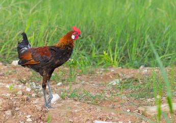  Male fowl in green grass fields, wild fowl for food in natural grass fields