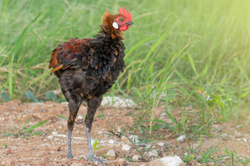  Male fowl in green grass fields, wild fowl for food in natural grass fields
