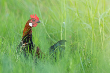  Male fowl in green grass fields, wild fowl for food in natural grass fields