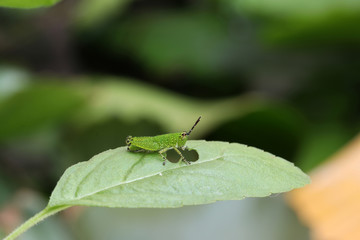 Green grasshopper on green leaf and eating the leaf.