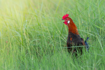  Male fowl in green grass fields, wild fowl for food in natural grass fields
