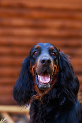 Dog breed Scottish Setter