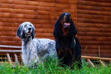 Dog breed Scottish Setter