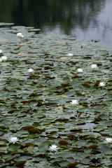 Obraz na płótnie Canvas 池に咲いた睡蓮の花