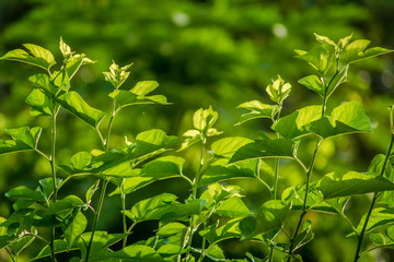 Day light Green