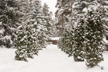 Winter fairy tale, woods, snow, nature
