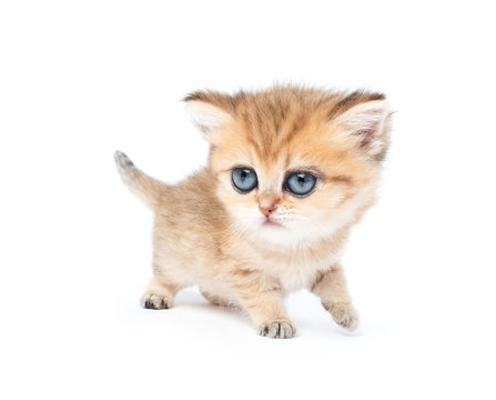 Little funny sad kitten with big eyes, isolated on white background