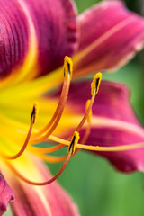 close up shot of beautiful pink lily flower with orange long stamen in the centre