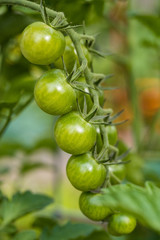 couple green cherry tomatoes hanging on the vein inside garden under the shade