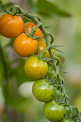 couple orange and green cherry tomatoes hanging on the vein inside garden under the shade