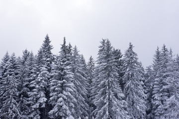 Fototapeta na wymiar Winter fairy tale, woods, snow, nature