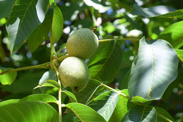 Walnut fruit on the tree closeup.