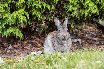 one grey rabbit sitting in front of green bushes on green grassy ground staring at you