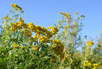 Flowers of tansy against the backdrop of blue sky.