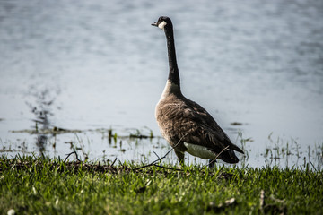 Baby Geese with Parents