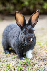 cute little back bunny with one white paw walking towards you in the park with blurry green bush background