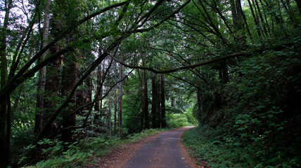Fototapeta na wymiar Redwoods forest road trail